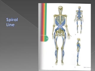 Superficial  Posterior Spinal Fascial LaminaBarker PJ, Briggs CA. Attachments of the Posterior  Layer of Lumbar Fascia. Spine 24 (17):1757-64.
