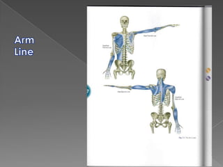 DeepPosteriorSpinalLaminaSERRATUS POSTERIOR INFERIORFUSION OF SUPERFICIAL & DEEP LAMINAEGLUTEUSMEDIUSSACROTUBEROUSLIGAMENTBarker PJ, Briggs CA. Attachments of the Posterior  Layer of Lumbar Fascia. Spine 24 (17):1757-64.