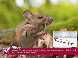 Thomas pest services rodent droppings slideshare