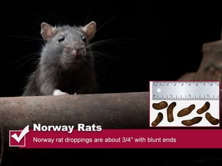 Thomas pest services rodent droppings slideshare