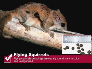 Thomas pest services rodent droppings slideshare