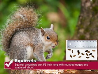 Thomas pest services rodent droppings slideshare