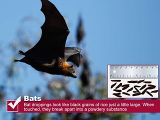 Thomas pest services rodent droppings slideshare