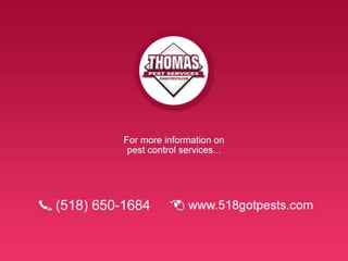 Thomas pest services rodent droppings slideshare