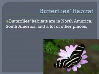 Butterflies’ habitats are in North America,
South America, and a lot of other places.
 