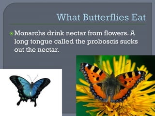 Monarchs drink nectar from flowers. A
long tongue called the proboscis sucks
out the nectar.
 