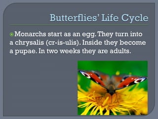 Monarchs start as an egg.They turn into
a chrysalis (cr-is-ulis). Inside they become
a pupae. In two weeks they are adults.
 