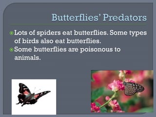Lots of spiders eat butterflies. Some types
of birds also eat butterflies.
Some butterflies are poisonous to
animals.
 