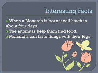 When a Monarch is born it will hatch in
about four days.
The antennas help them find food.
Monarchs can taste things with their legs.
 