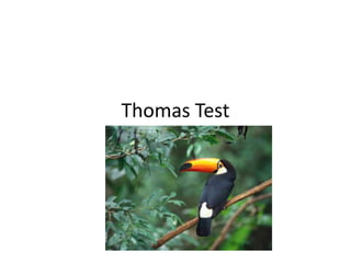 Thomas Test 