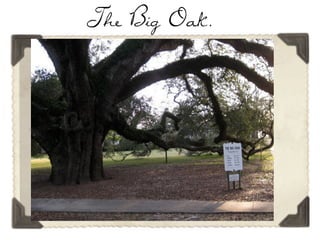 The Big Oak.
