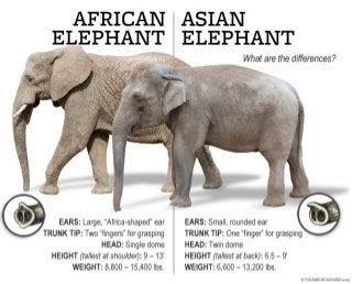 Thomson Safaris - The Difference between African and Asian Elephants