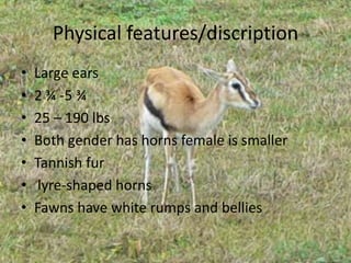 Physical features/discriptionLarge ears2 ¾ -5 ¾25 – 190 lbsBoth gender has horns female is smallerTannish fur lyre-shaped hornsFawns have white rumps and bellies