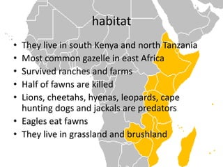 habitatThey live in south Kenya and north TanzaniaMost common gazelle in east Africa Survived ranches and farmsHalf of fawns are killedLions, cheetahs, hyenas, leopards, cape hunting dogs and jackals are predatorsEagles eat fawnsThey live in grassland and brushland