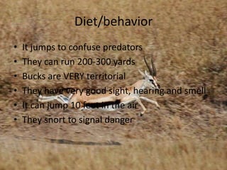 Diet/behaviorIt jumps to confuse predatorsThey can run 200-300 yardsBucks are VERY territorial                       They have very good sight, hearing and smellIt can jump 10 feet in the airThey snort to signal danger