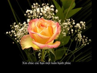 Xin chúc các bạn một tuần hạnh phúc
 