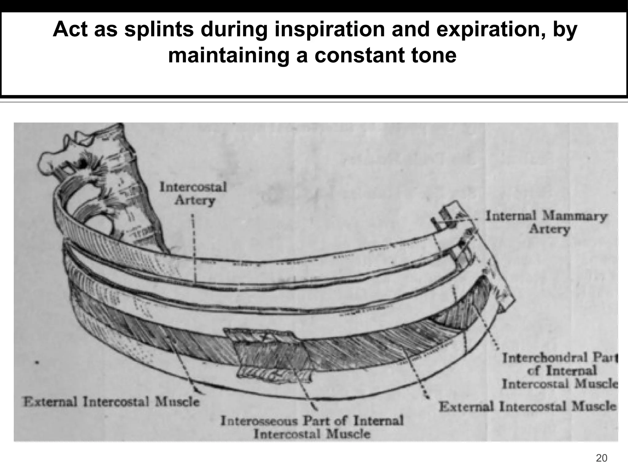Thoracic and rib cage anatomy, biomechanics, and pathomechanics | PDF