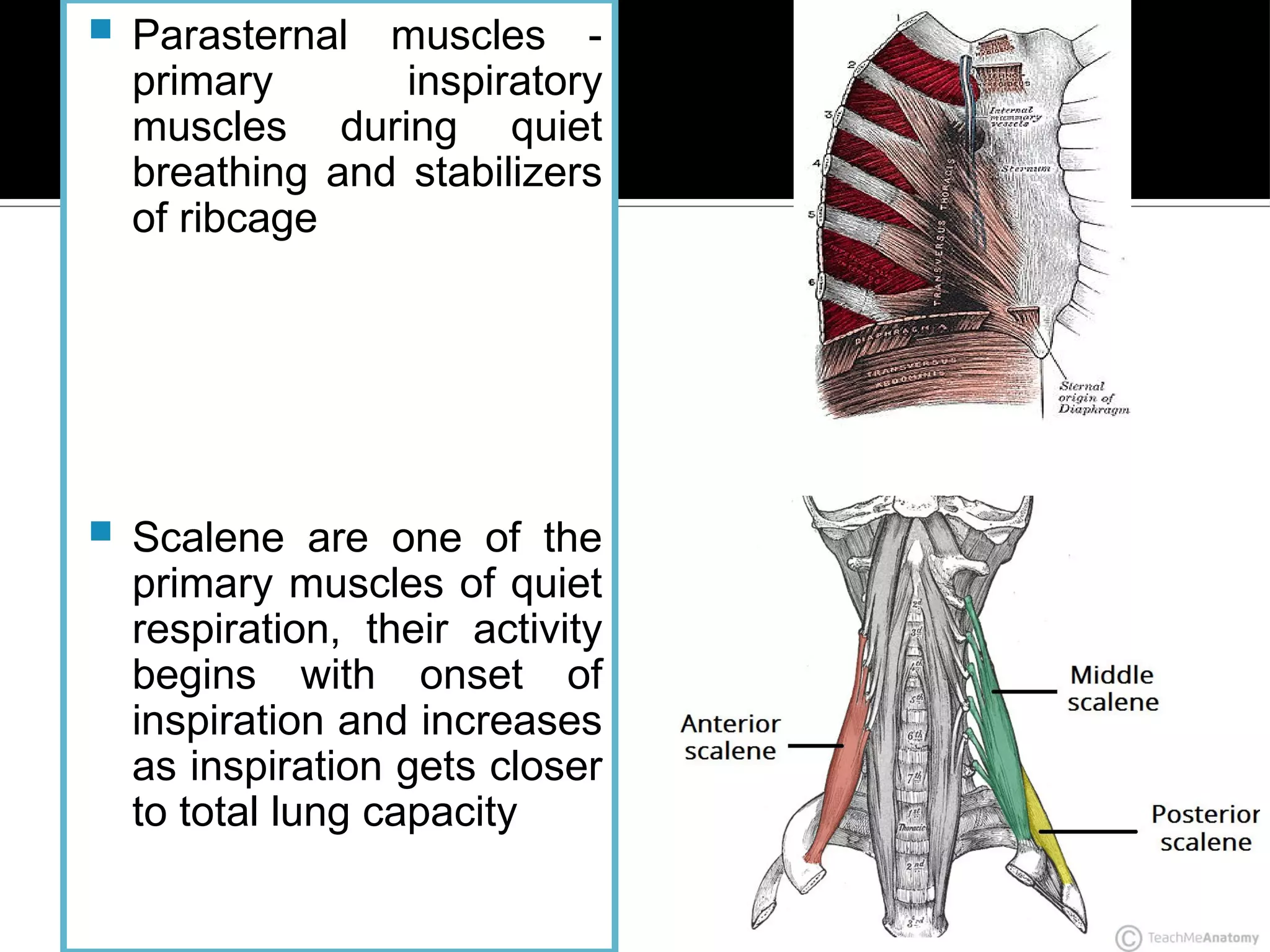 Thoracic And Rib Cage Anatomy Biomechanics And Pathomechanics PDF
