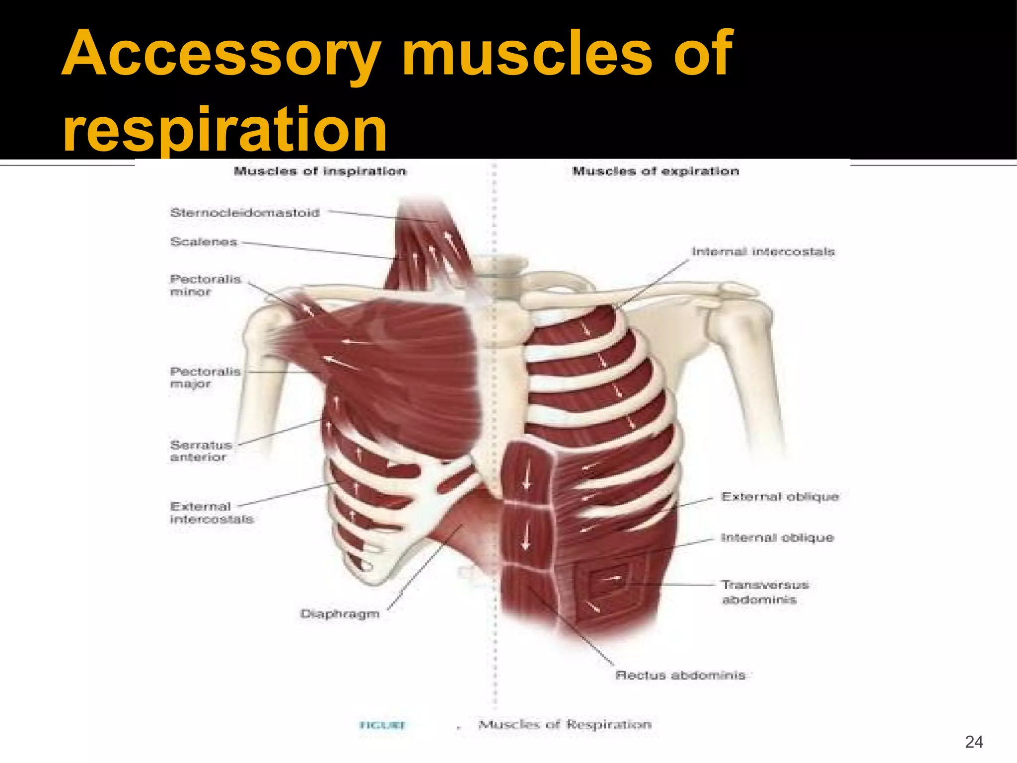 Thoracic and rib cage anatomy, biomechanics, and pathomechanics | PDF