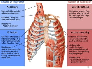 Muscle Rib Rage Thoracic and rib cage anatomy, biomechanics, and pathomechanics | PDF