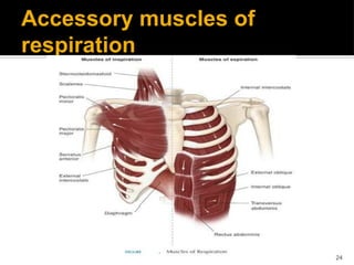 Thoracic and rib cage anatomy, biomechanics, and pathomechanics | PDF