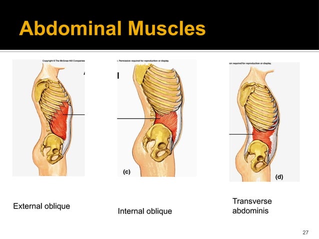 Thoracic and rib cage anatomy, biomechanics, and pathomechanics | PDF