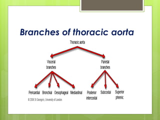 Branches of thoracic aorta
 