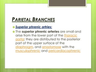 PARIETAL BRANCHES
 Superior phrenic artries:
 The superior phrenic arteries are small and
arise from the lower part of the thoracic
aorta; they are distributed to the posterior
part of the upper surface of the
diaphragm, and anastomose with the
musculophrenic and pericardiacophrenic
 