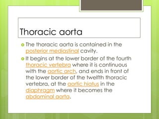 Thoracic aorta
 The thoracic aorta is contained in the
posterior mediastinal cavity.
 It begins at the lower border of the fourth
thoracic vertebra where it is continuous
with the aortic arch, and ends in front of
the lower border of the twelfth thoracic
vertebra, at the aortic hiatus in the
diaphragm where it becomes the
abdominal aorta.
 