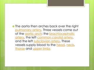  The aorta then arches back over the right
pulmonary artery. Three vessels come out
of the aortic arch: the brachiocephalic
artery, the left common carotid artery,
and the left subclavian artery. These
vessels supply blood to the head, neck,
thorax and upper limbs
 