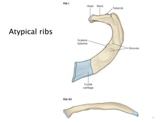 Thoracic cage | PPT