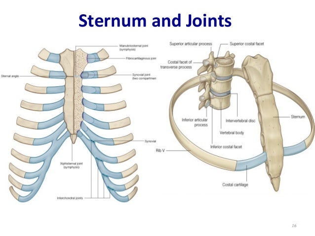 Thoracic Cage