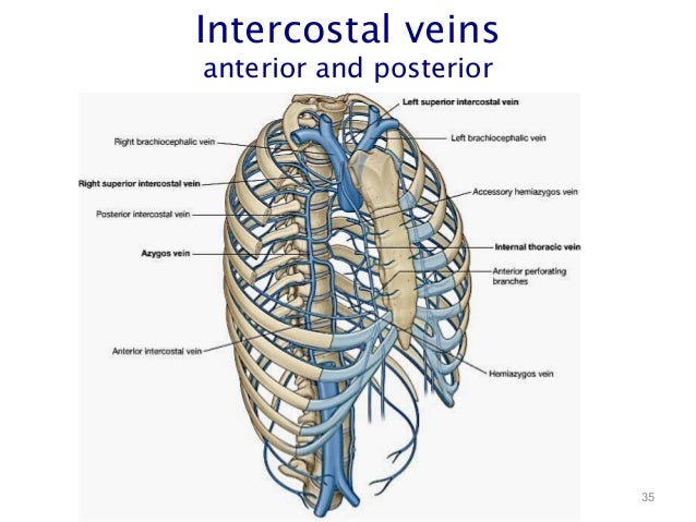 Thoracic Cage