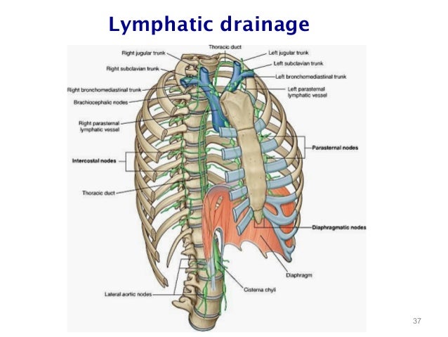 Thoracic Cage