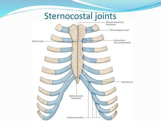 Sternocostal joints
 