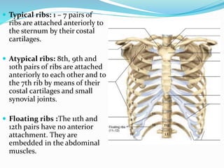  Typical ribs: 1 – 7 pairs of
ribs are attached anteriorly to
the sternum by their costal
cartilages.
 Atypical ribs: 8th, 9th and
10th pairs of ribs are attached
anteriorly to each other and to
the 7th rib by means of their
costal cartilages and small
synovial joints.
 Floating ribs :The 11th and
12th pairs have no anterior
attachment. They are
embedded in the abdominal
muscles.
 