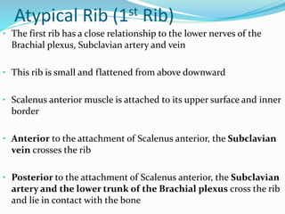 thoraciccage-160601033405.pdf