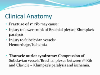 Clinical Anatomy
• Fracture of 1st rib may cause:
• Injury to lower trunk of Brachial plexus: Klumpke’s
paralysis
• Injury to Subclavian vessels:
Hemorrhage/Ischemia
• Thoracic outlet syndrome: Compression of
Subclavian vessels/Brachial plexus between 1st Rib
and Clavicle – Klumpke’s paralysis and ischemia.
 
