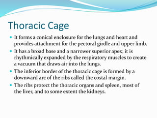 Thoracic Cage
 It forms a conical enclosure for the lungs and heart and
provides attachment for the pectoral girdle and upper limb.
 It has a broad base and a narrower superior apex; it is
rhythmically expanded by the respiratory muscles to create
a vacuum that draws air into the lungs.
 The inferior border of the thoracic cage is formed by a
downward arc of the ribs called the costal margin.
 The ribs protect the thoracic organs and spleen, most of
the liver, and to some extent the kidneys.
 