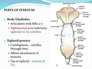 PARTS OF STERNUM:
2. Body/Gladiolus
 Articulates with Ribs 2-7
 Xiphisternal joint inferiorly-
opposite to T9 vertebra
3. Xiphoid process
 Cartilaginous - calcifies
through time
 Allows attachment of
muscles
 Tip of xiphoid – at level of
T10
 