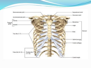 Thoracic cage | PPT