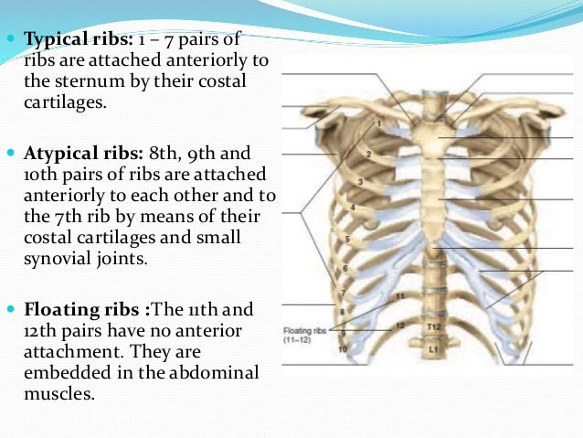 Thoracic cage