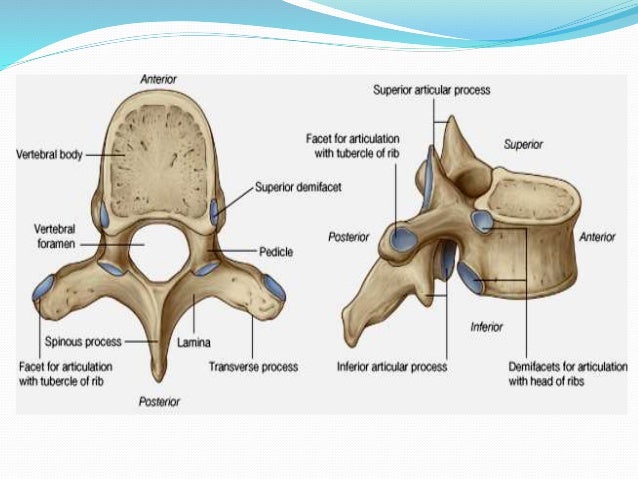 Thoracic cage