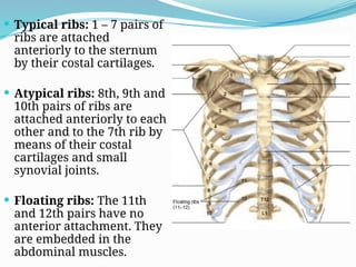  Typical ribs: 1 – 7 pairs of
ribs are attached
anteriorly to the sternum
by their costal cartilages.
 Atypical ribs: 8th, 9th and
10th pairs of ribs are
attached anteriorly to each
other and to the 7th rib by
means of their costal
cartilages and small
synovial joints.
 Floating ribs: The 11th
and 12th pairs have no
anterior attachment. They
are embedded in the
abdominal muscles.
 