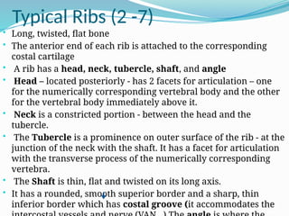 Typical Ribs (2 -7)
• Long, twisted, flat bone
• The anterior end of each rib is attached to the corresponding
costal cartilage
• A rib has a head, neck, tubercle, shaft, and angle
• Head – located posteriorly - has 2 facets for articulation – one
for the numerically corresponding vertebral body and the other
for the vertebral body immediately above it.
• Neck is a constricted portion - between the head and the
tubercle.
• The Tubercle is a prominence on outer surface of the rib - at the
junction of the neck with the shaft. It has a facet for articulation
with the transverse process of the numerically corresponding
vertebra.
• The Shaft is thin, flat and twisted on its long axis.
• It has a rounded, smooth superior border and a sharp, thin
inferior border which has costal groove (it accommodates the
 
