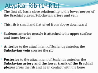 Atypical Rib (1st
Rib)
• The first rib has a close relationship to the lower nerves of
the Brachial plexus, Subclavian artery and vein
• This rib is small and flattened from above downward
• Scalenus anterior muscle is attached to its upper surface
and inner border
• Anterior to the attachment of Scalenus anterior, the
Subclavian vein crosses the rib
• Posterior to the attachment of Scalenus anterior, the
Subclavian artery and the lower trunk of the Brachial
plexus cross the rib and lie in contact with the bone
 
