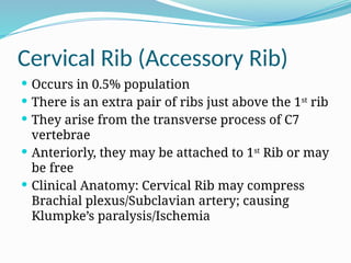 Cervical Rib (Accessory Rib)
 Occurs in 0.5% population
 There is an extra pair of ribs just above the 1st
rib
 They arise from the transverse process of C7
vertebrae
 Anteriorly, they may be attached to 1st
Rib or may
be free
 Clinical Anatomy: Cervical Rib may compress
Brachial plexus/Subclavian artery; causing
Klumpke’s paralysis/Ischemia
 