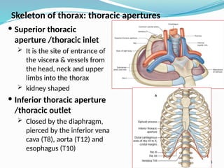 31
Skeleton of thorax: thoracic apertures
 Superior thoracic
aperture /thoracic inlet
 It is the site of entrance of
the viscera & vessels from
the head, neck and upper
limbs into the thorax
 kidney shaped
 Inferior thoracic aperture
/thoracic outlet
 Closed by the diaphragm,
pierced by the inferior vena
cava (T8), aorta (T12) and
esophagus (T10)
 