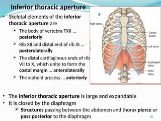 Inferior thoracic aperture
• Skeletal elements of the inferior
thoracic aperture are
 The body of vertebra TXII …
posteriorly
 Rib XII and distal end of rib XI …
posterolaterally
 The distal cartilaginous ends of ribs
VII to X, which unite to form the
costal margin … anterolaterally
 The xiphoid process … anteriorly
• The inferior thoracic aperture is large and expandable
• It is closed by the diaphragm
 Structures passing between the abdomen and thorax pierce or
pass posterior to the diaphragm 36
 