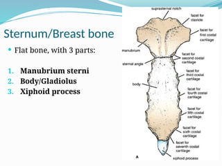 Sternum/Breast bone
 Flat bone, with 3 parts:
1. Manubrium sterni
2. Body/Gladiolus
3. Xiphoid process
 